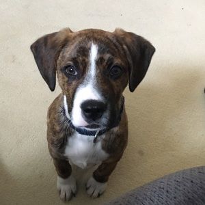 Meet your Posher, Alison